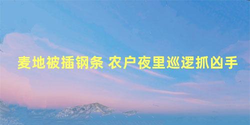 麦地被插钢条 农户夜里巡逻抓凶手